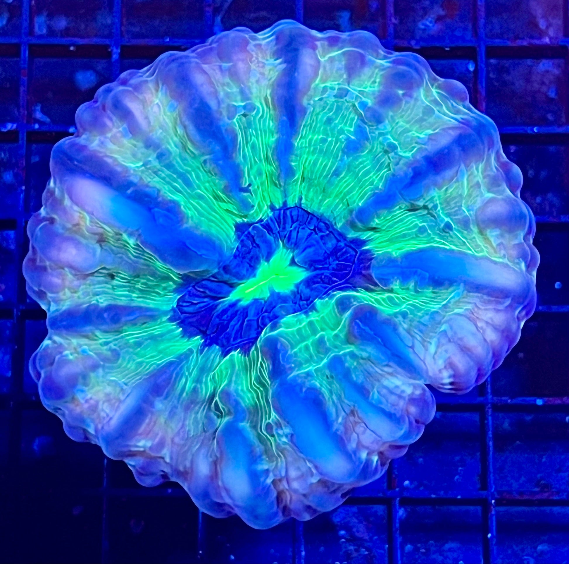 Extra Large Cynarina Coral