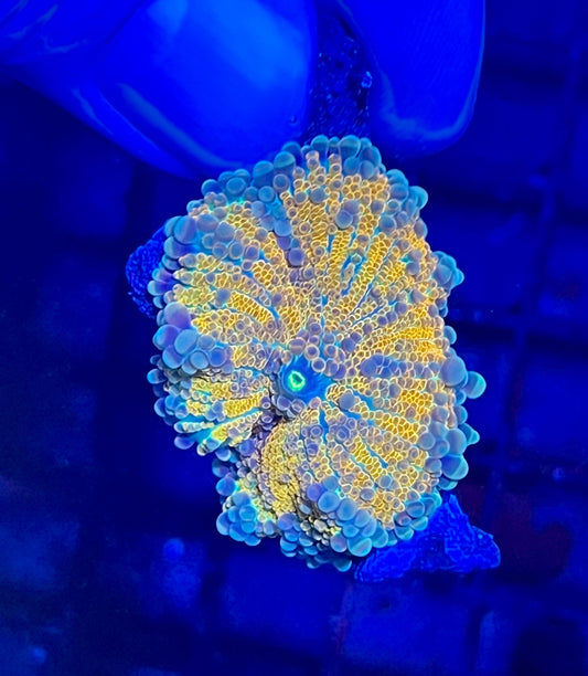 Ricordia Mushrooms