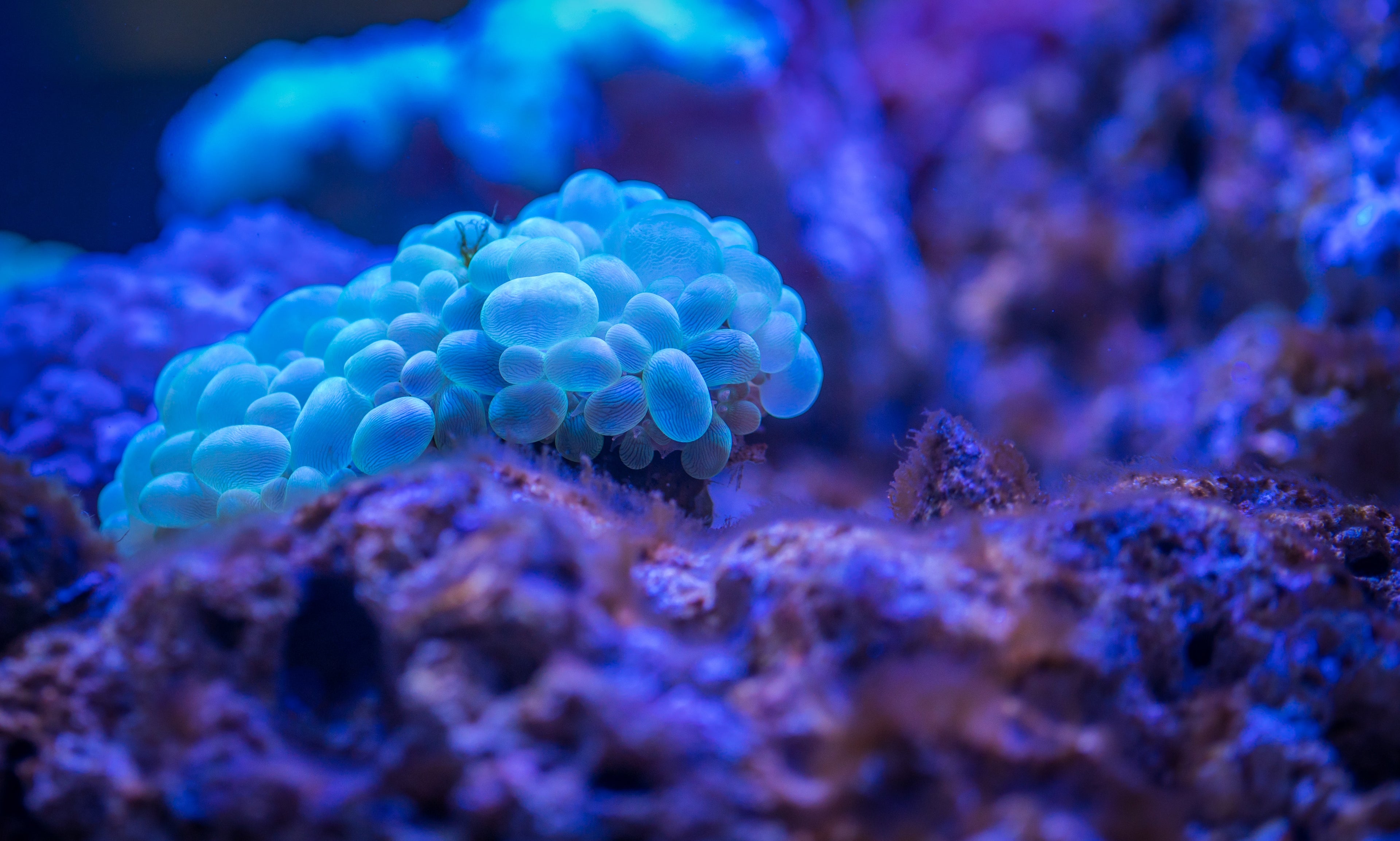 bubble coral for soft corals category